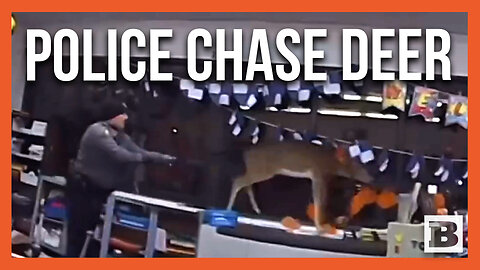Police Officers Chase Deer Through New Jersey Elementary School