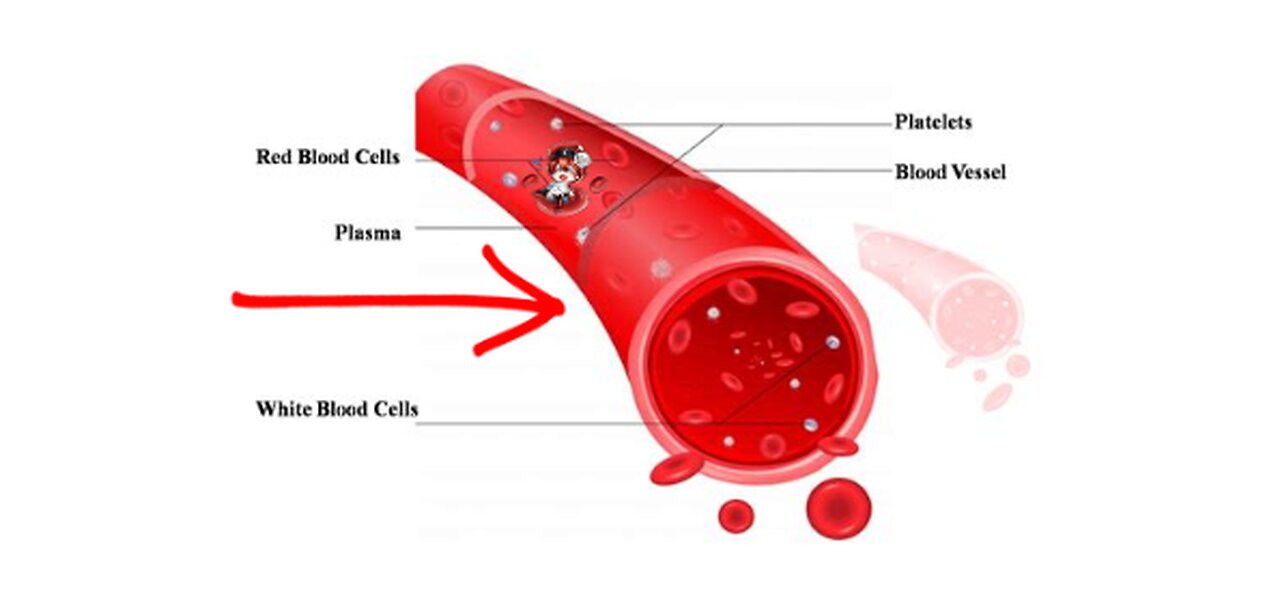 God made the Circulatory System