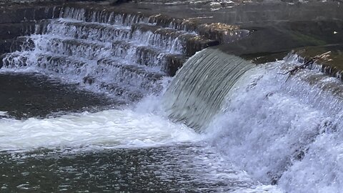 Salmon run Humber River 2022 edition 18