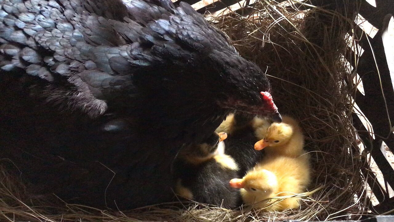 Hatching Eggs at Home: A 21-Day Guide for Baby Chicks