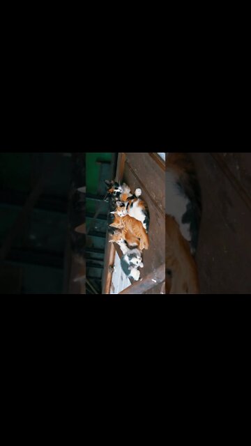 NO REINO DOS ANIMAIS.