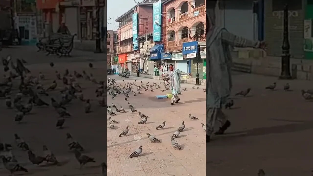 Pigeon in Lal Chowk Srinagar Kashmir #shorts #subscribe #like #shortsvideo #viral #viralshorts