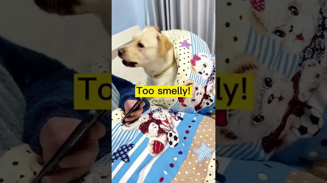 Amazing Protest 🔥Dog 🐶 Protesting 🔥#shorts #short #viral