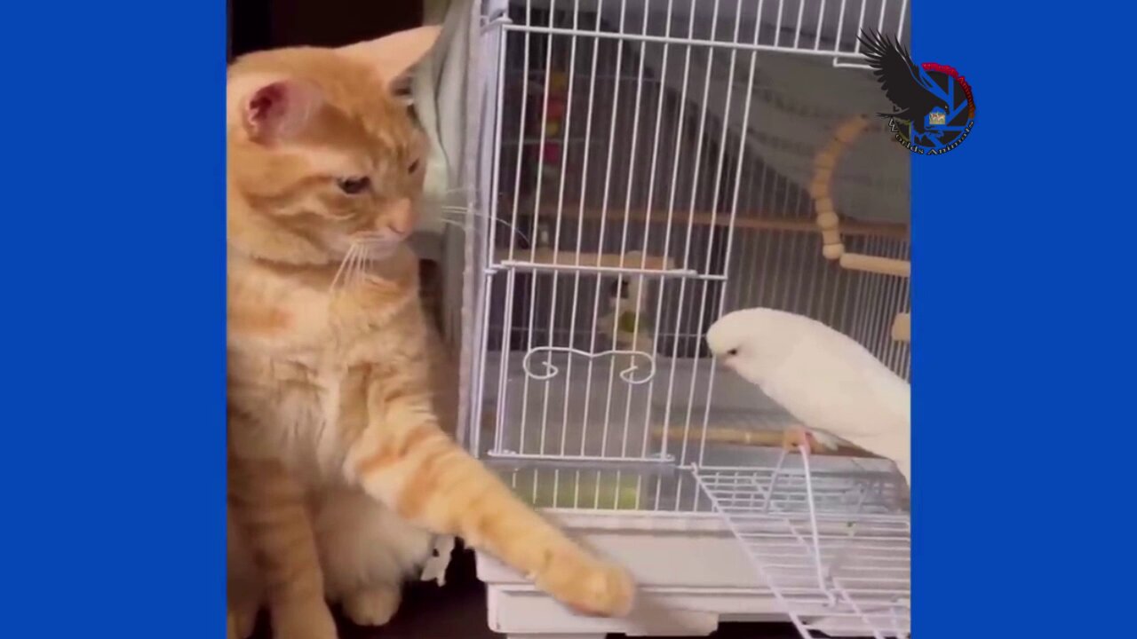 Funny Cat And Parrot- A Compilation Of Funny And Cute Clips