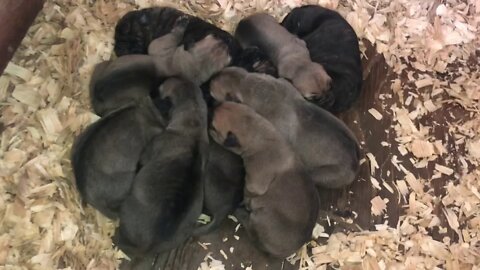 Scratch x Jazz pups (Born Feb 1, 2021)