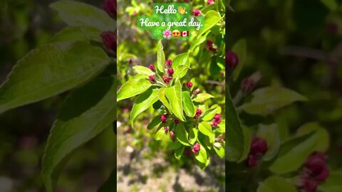 Ladybug on Spring flower buds🌸🍀😍🇨🇦