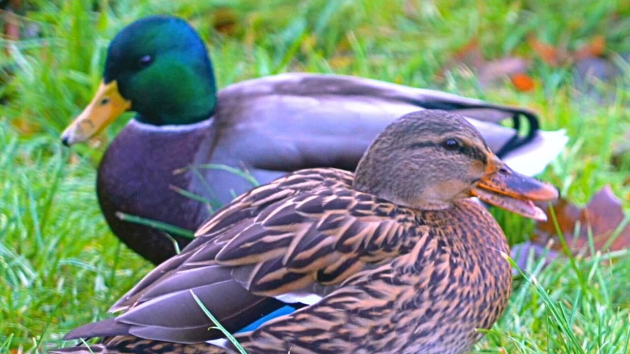 Mallard Duck Hens Have a Heated Quacking Argument. Drakes Get Involved