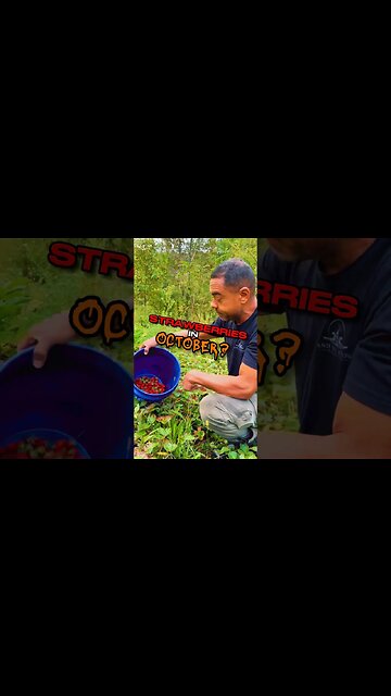 There’s Stawberries EVERYWHERE! #gardening #homesteader #garden #homesteading #permaculture #farming
