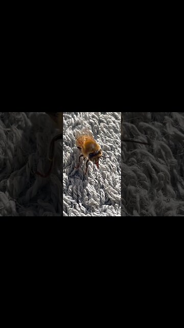 Happy Rising Bee friend☀️