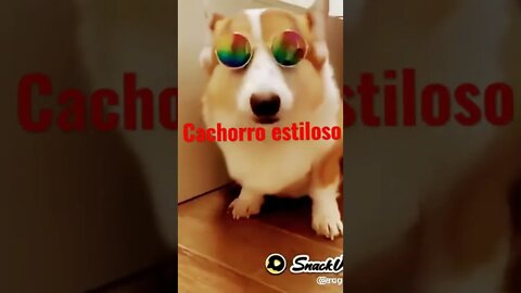 #cachorro #estiloso #short