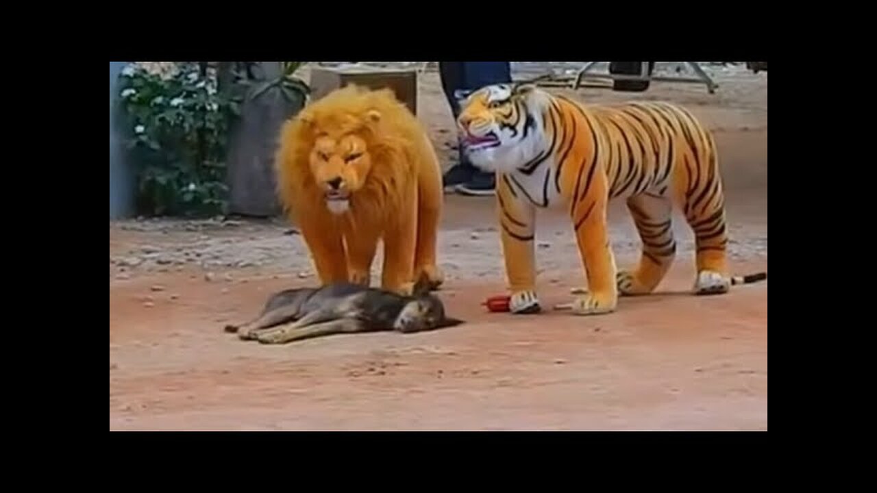 fake Lion and Fake Tiger Prank To dog & Huge Box Prank to dog So Funny