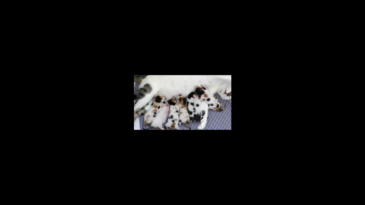 Kittens suckling