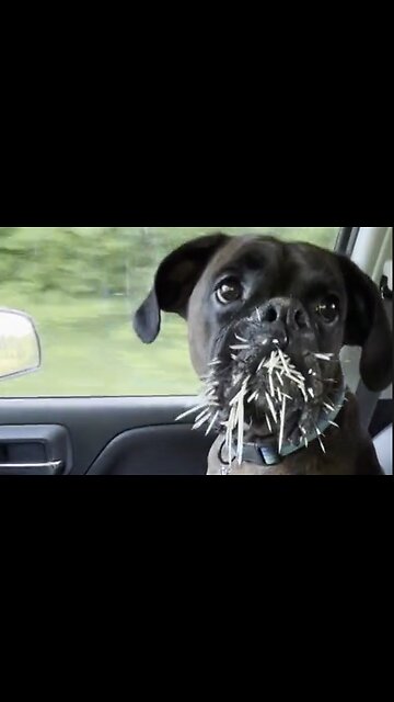 Dog Learns His Lesson The Hard Way - Don't Mess With Porcupines - HaloPets