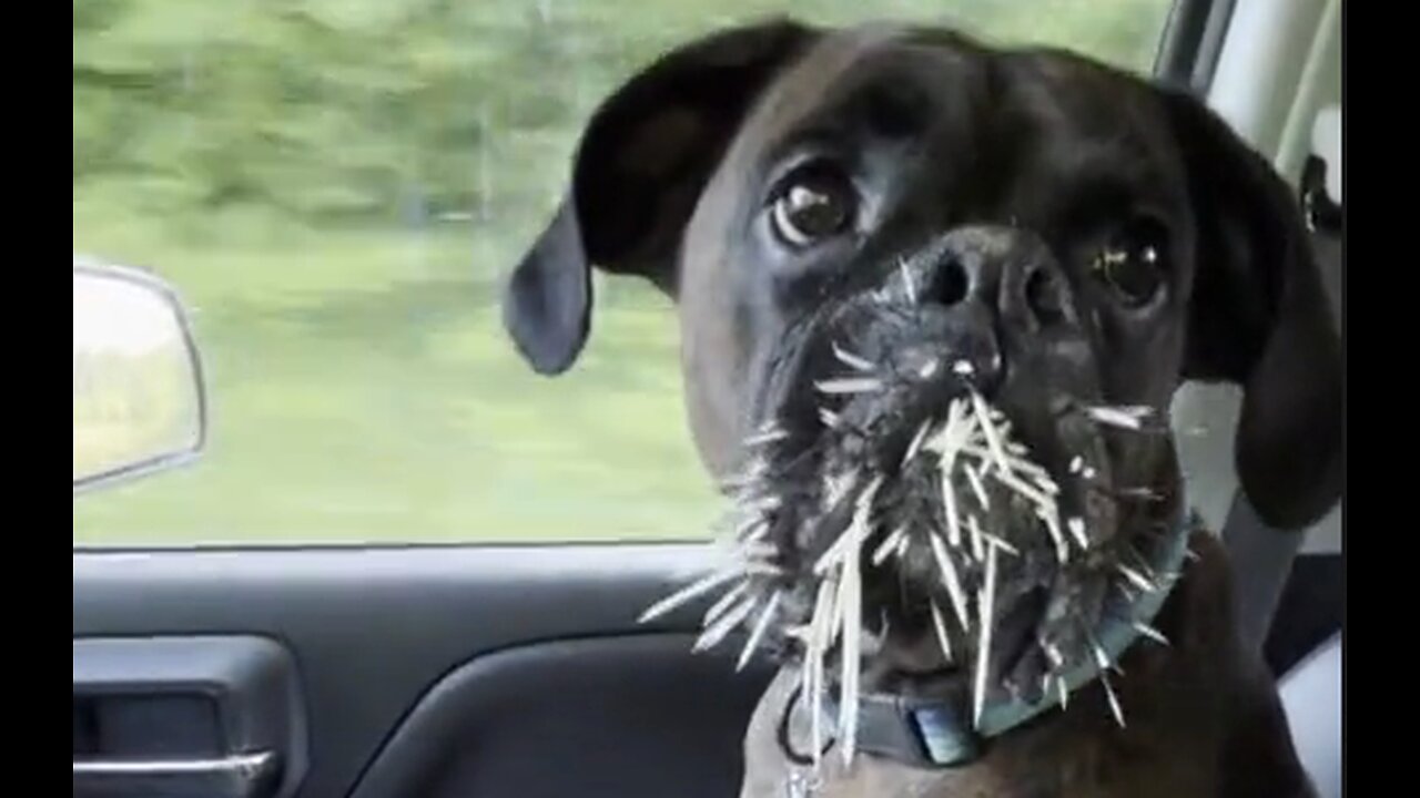 Dog Learns His Lesson The Hard Way - Don't Mess With Porcupines - HaloPets