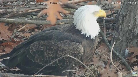 Hays Eagles Mom closeup 2020 11 13 7:13AM