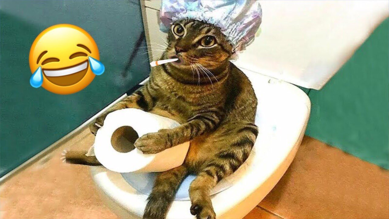 Funniest babies laughing hysterically at cats compilation 2023