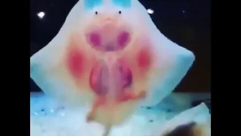 Baby Stingrays and tiny feets