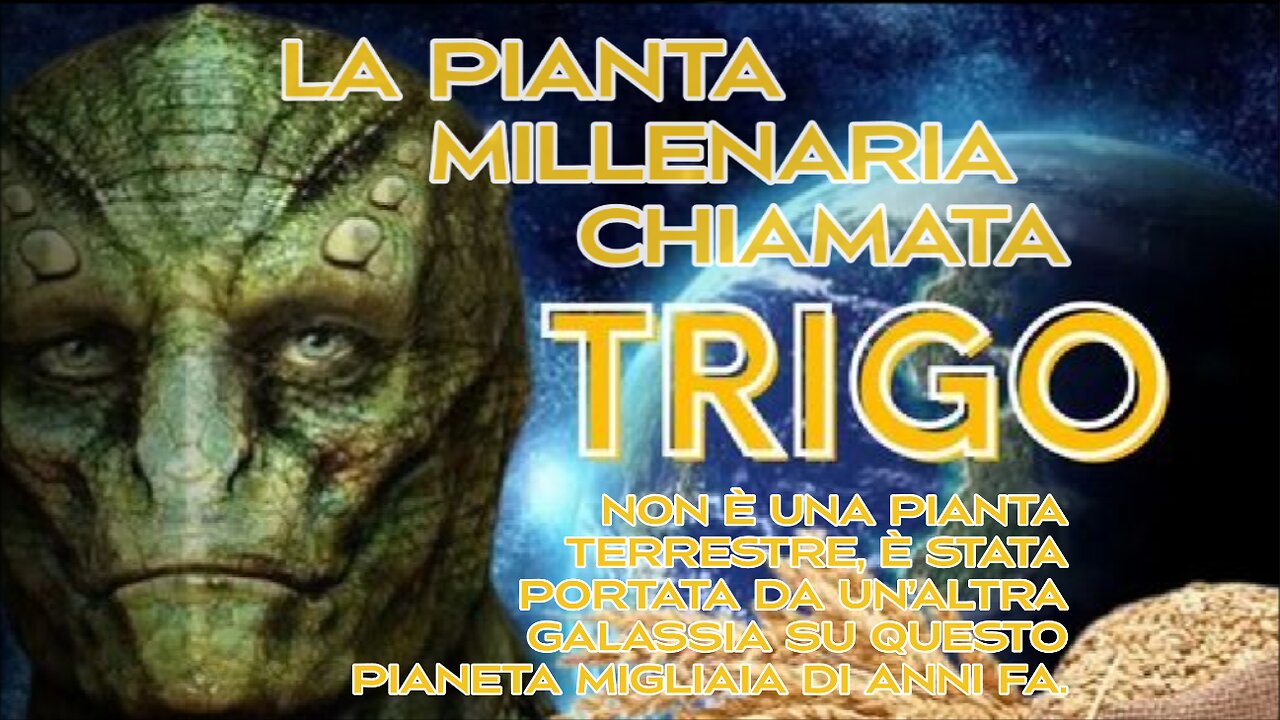 La pianta millenaria chiamata -TRIGO.