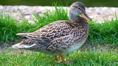 Mrs. Gadwall Duck is Getting Ready for a Date with Mr. Gadwall