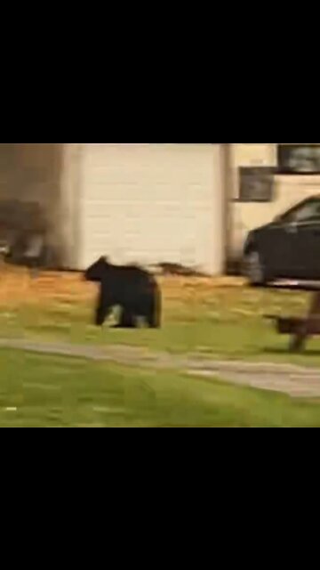 Confirmed bear sighting in Salamanca