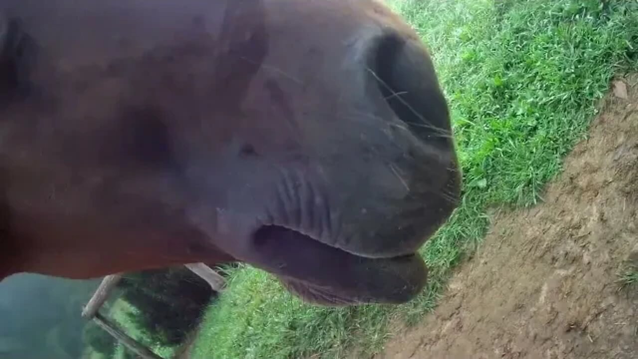 Allie the Wonder Horse rides to "Saddle up you Horses"