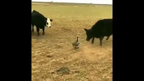 WTF!!!! Cows Vs Duck