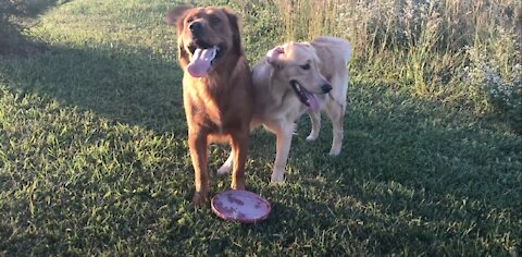 Teaching a Golden Retriever how to catch a frisbee