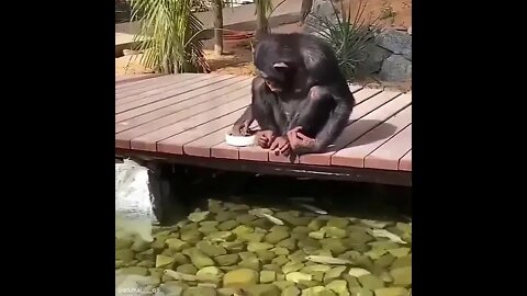 Chimp Feeding Fish