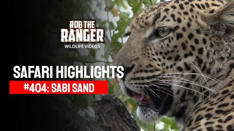 Safari Highlights #404: 30 April - 02 May 2016 | Sabi Sand Wildtuin | Latest Wildlife Sightings
