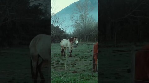 animal 4k video #shorts #horse #animals #pickpick
