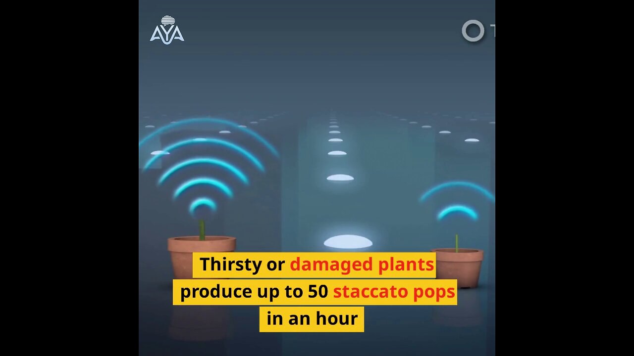 Plants scream and bursts ultrasonic sounds when they are dying, new research claims