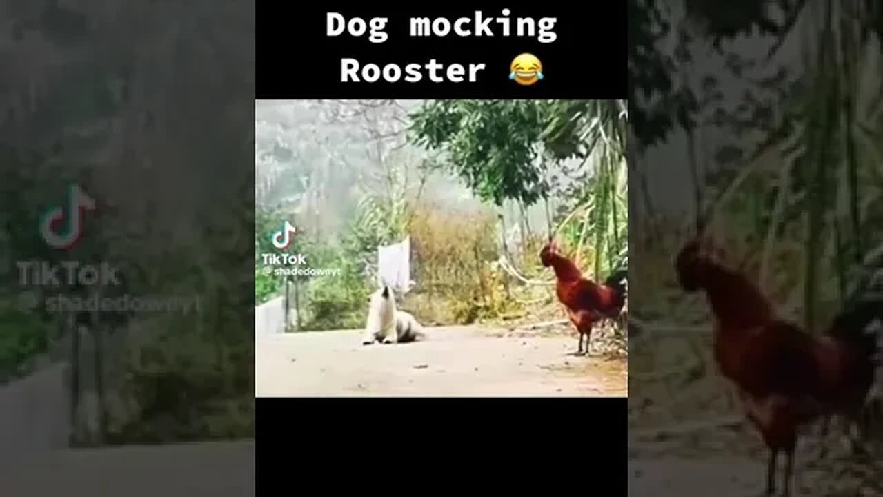 #farmanimals #animals #farm #dog #rooster #dogmemes #roostermemes #rockadoodle #farmlife #doglife