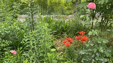 June early Garden walkthrough zone 7/8 Arkansas