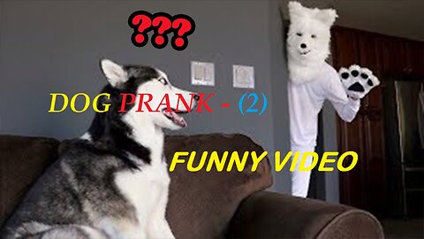 Prank Dog Funny (2)