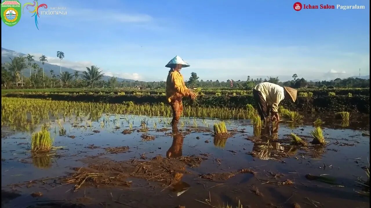 MUSIK INSTRUMENT RELAKSASI SUASANA PEDESAAN / INSTRUMENT RELAXATION SOUTH SUMATERA INDONESIA