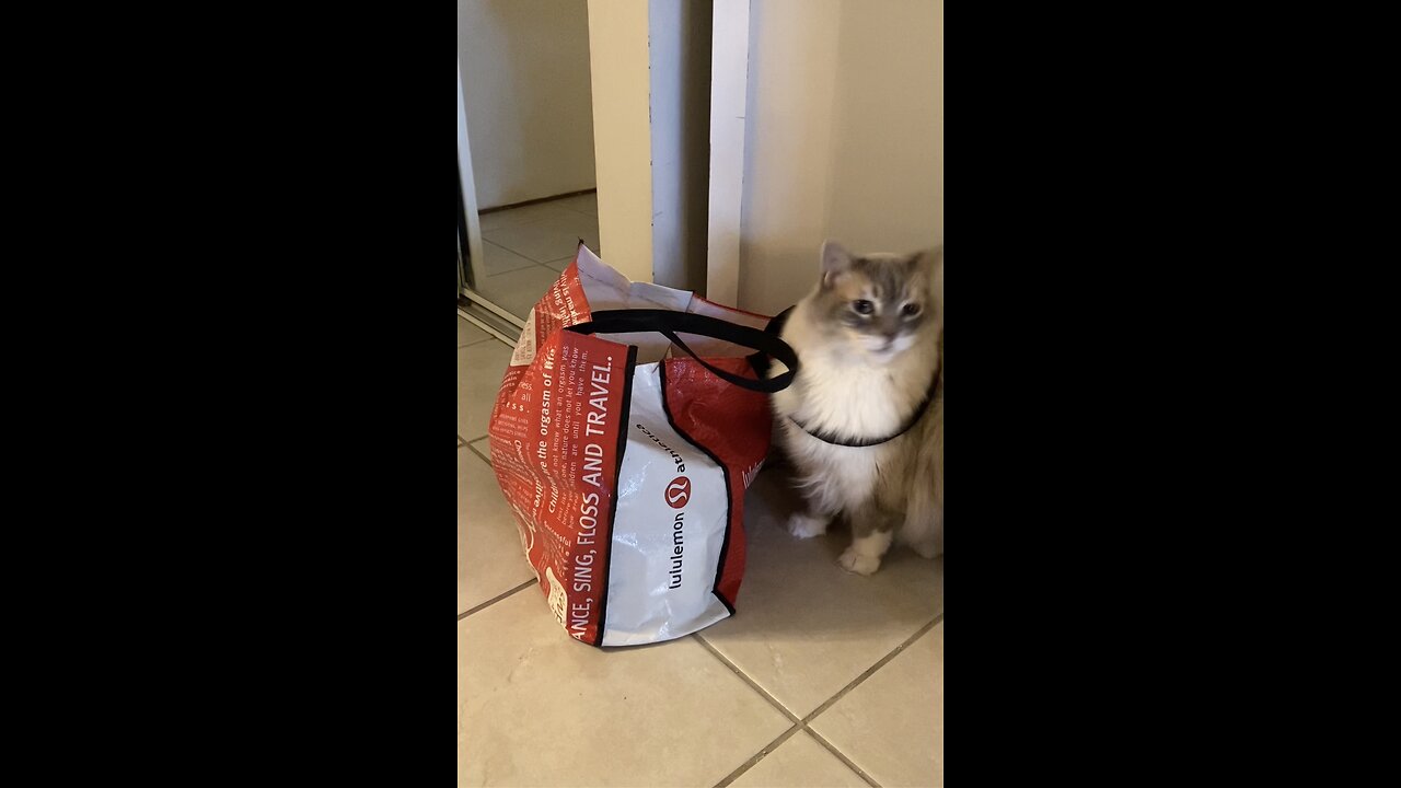 CAT VERSUS LULULEMON