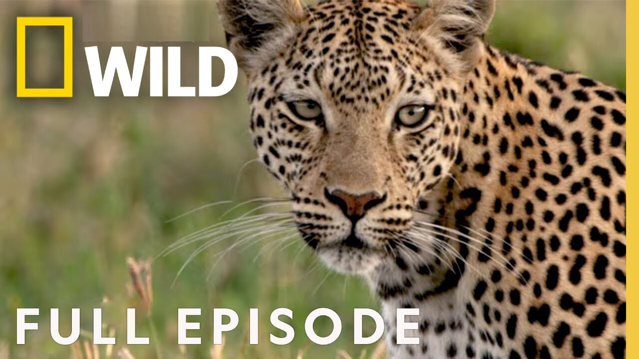 Leopard's Rock (Full Episode) | Savage Kingdom