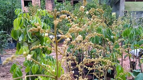 frutífera produzindo em vaso cáqui longan lichia cajá jabuticaba bacupari cereja fruta de leite