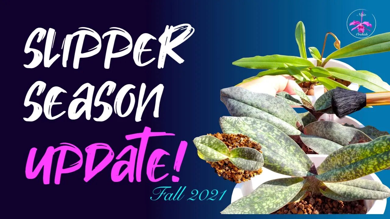 SLIPPER SEASON is upon us | Maintenance Chat | Update on all my #Paphiopedilums #CareCollab ALERT