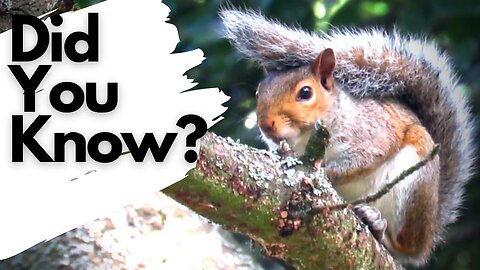 Squirrel Climbing A Tree