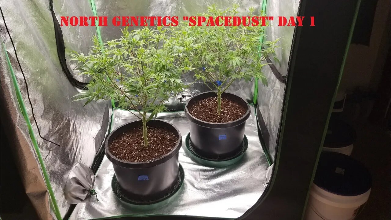 "Summer Stock II" ep2 North Genetics Spacedust 👽 SpiderFarmer sf4000 day 1