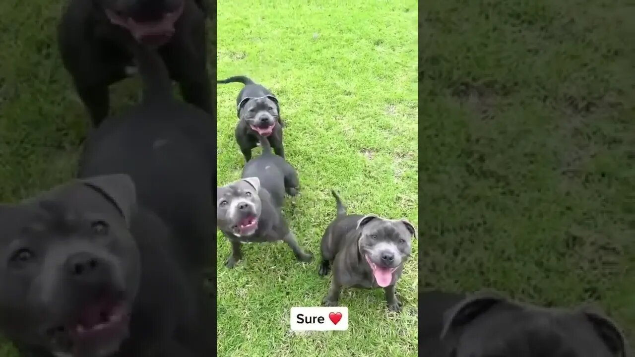 dad can we play ball , dogs playing