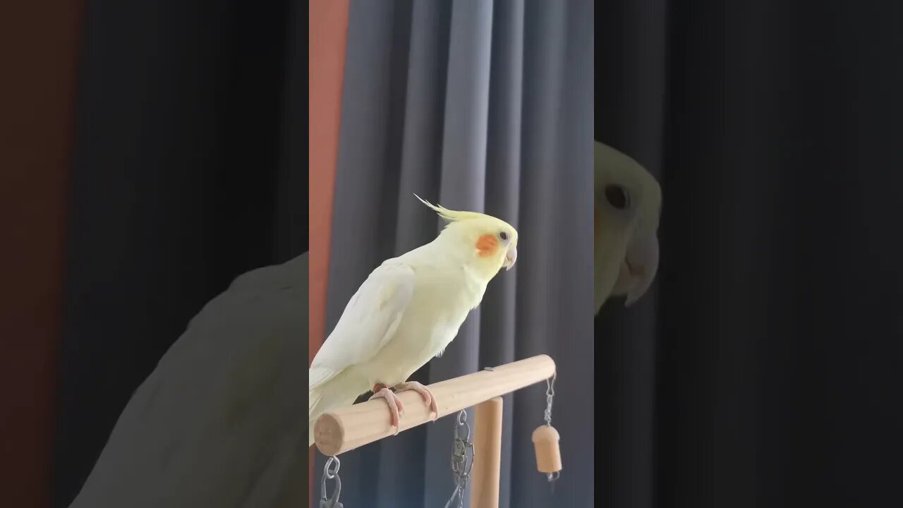 Charlie the Cute Cockatiel Sings the Cookie Song | Cockatiels Craze