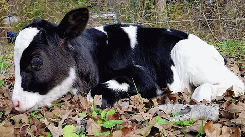 Nobody wanted this cow. Then she met the man of her dreams.