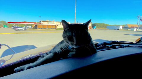 Hanging out on the dashboard