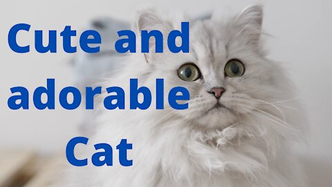 cute and adorable cat