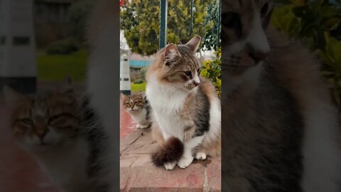 KUCING LUCU #PART 57