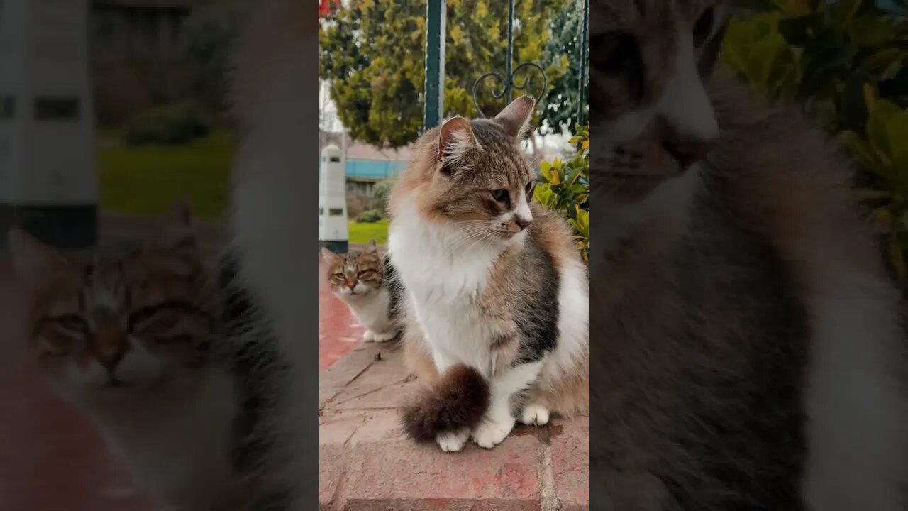 KUCING LUCU #PART 57