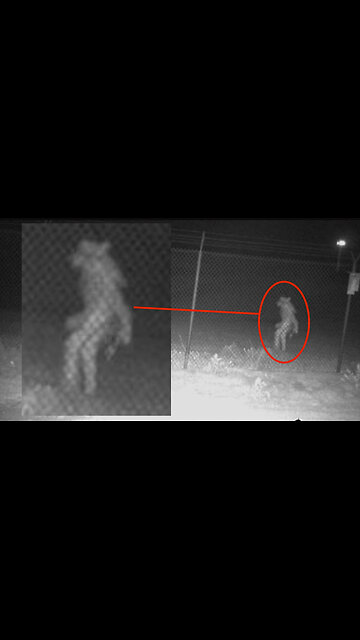 Man captured chupacabra on camera #caughtoncamera #conspiracy #mythicalcreature