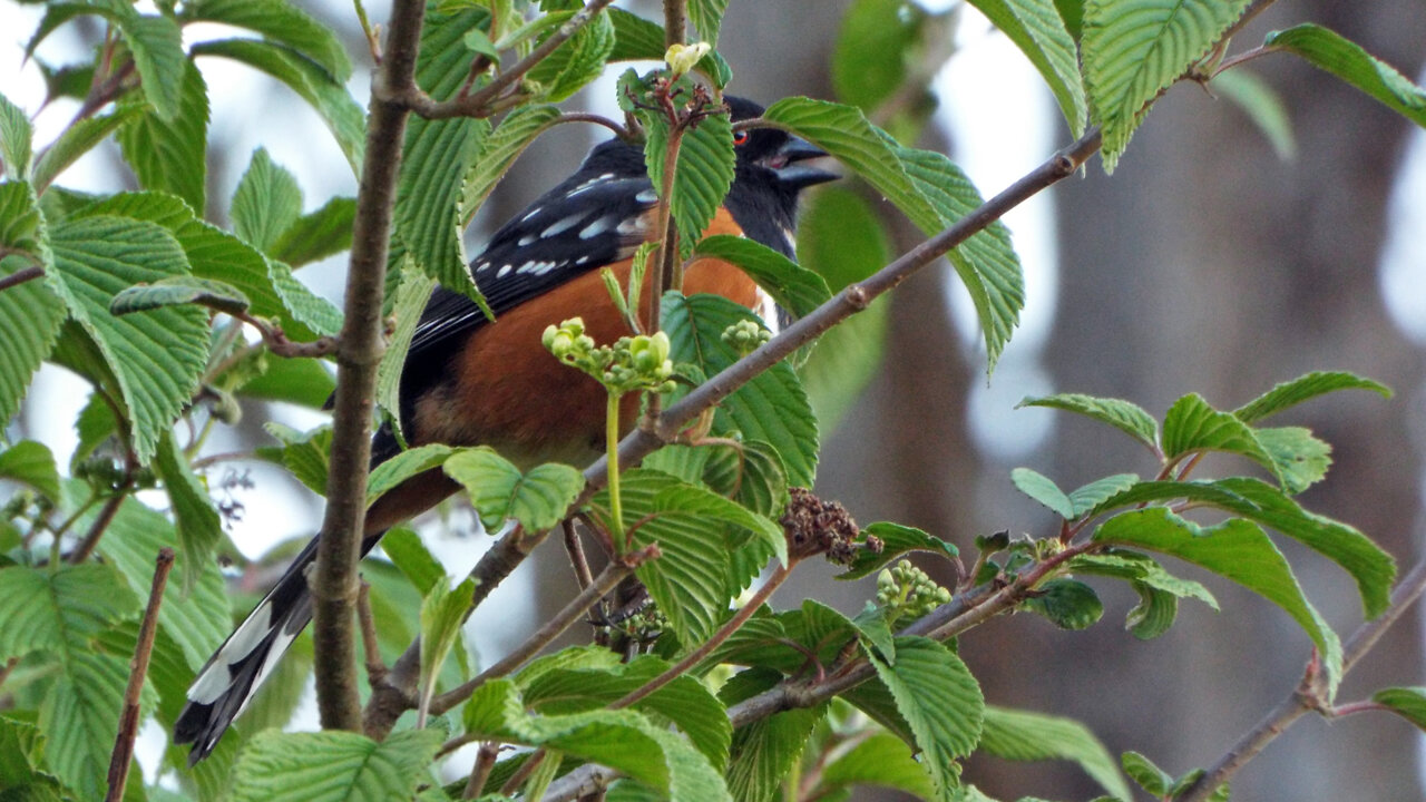 Spotted Towhee